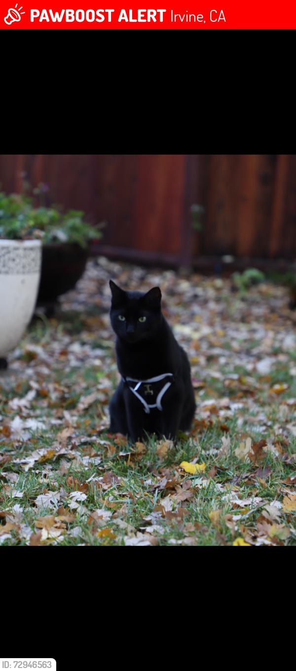 Lost Male Cat last seen Venta Spur Trail, Irvine, CA 92620