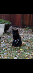 Lost Male Cat last seen Venta Spur Trail, Irvine, CA 92620