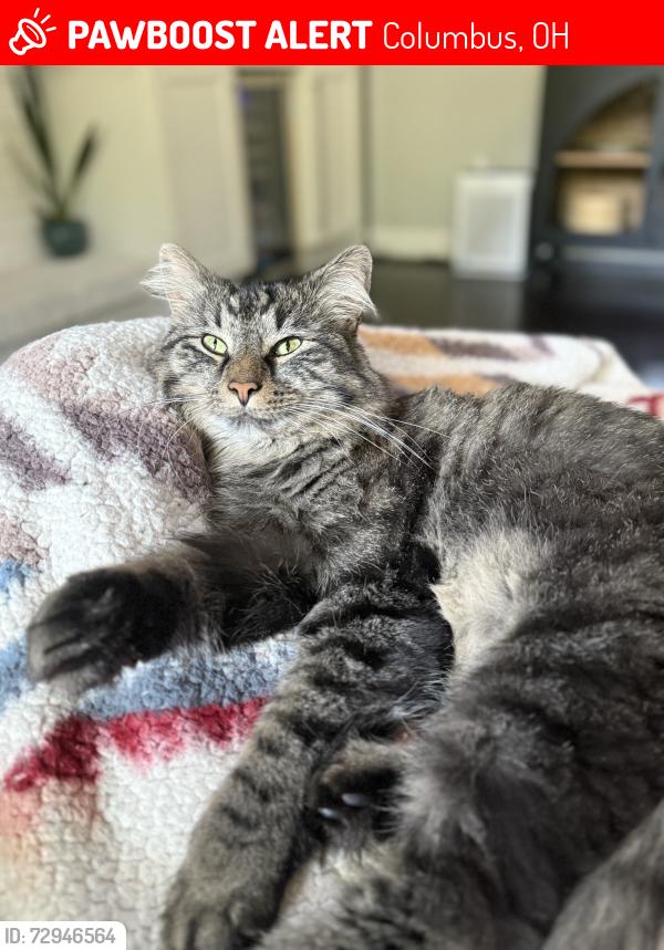 Lost Male Cat last seen Venetian way and hardtack ct, Columbus, OH 43230