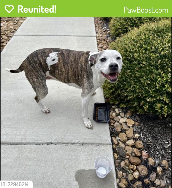 Reunited Unknown Dog last seen Catalina Subdivision…Converse, San Antonio, TX 78109