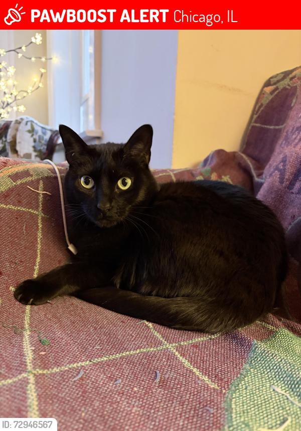 Lost Female Cat last seen Drake and Belden, Chicago, IL 60647