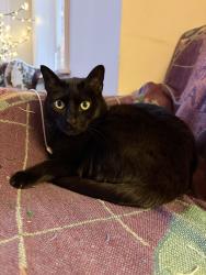 Lost Female Cat last seen Drake and Belden, Chicago, IL 60647
