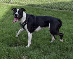 Reunited Female Dog last seen Hall & Vine, Charleston, WV 25302