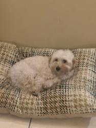 Reunited Male Dog last seen Westminster & Magnolia, Westminster, CA 92683
