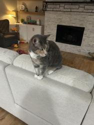 Reunited Female Cat last seen 111th and Mingo, Broken Arrow, OK 74011