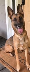Reunited Female Dog last seen Wimberly Way, Georgia 30127, USA, Paulding County, GA 30127