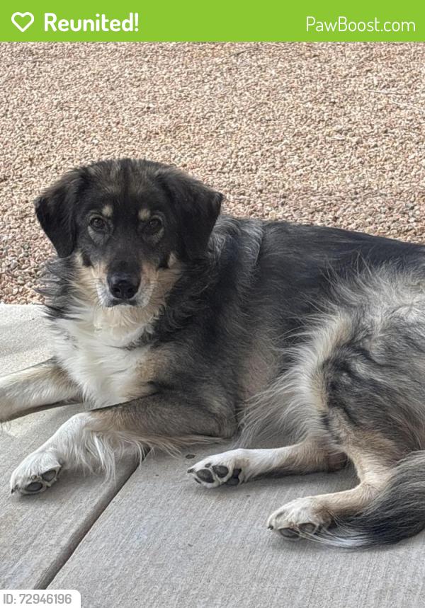 Reunited Female Dog last seen Rockcliff and Endeavor , Albuquerque, NM 87114