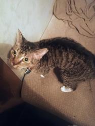 Reunited Female Cat last seen Mako and Cubera RD inside Thousand Trails Orlando, Clermont, FL 34714