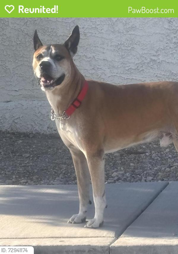 Reunited Male Dog last seen Hauck and pioneer ave , Las Vegas, NV 89107