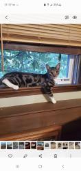 Lost Male Cat last seen East morningside, Hartford, CT 06112