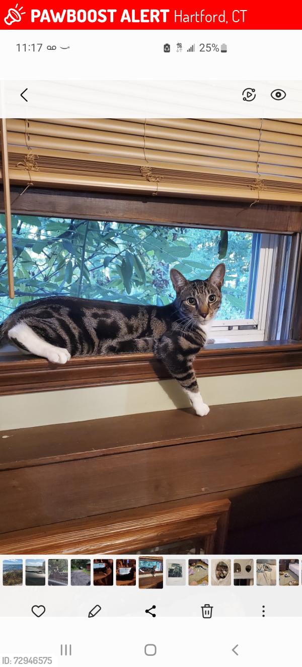 Lost Male Cat last seen East morningside, Hartford, CT 06112