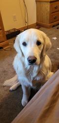 Lost Female Dog last seen CO RD 5 JONES, Jones, AL 36749