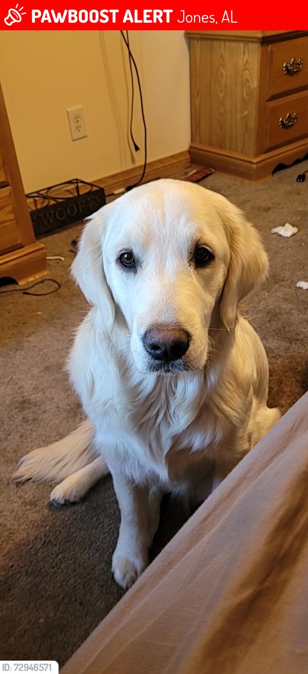 Lost Female Dog last seen CO RD 5 JONES, Jones, AL 36749