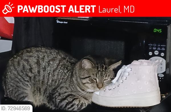 Lost Male Cat last seen Russett Green, Laurel, MD 20724