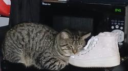 Lost Male Cat last seen Russett Green, Laurel, MD 20724