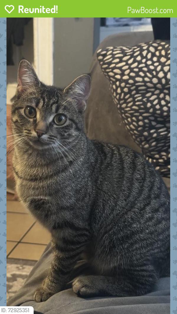 Reunited Female Cat last seen W. 46th Pl & Rockwell St Chicago il, 60632, Chicago, IL 60636