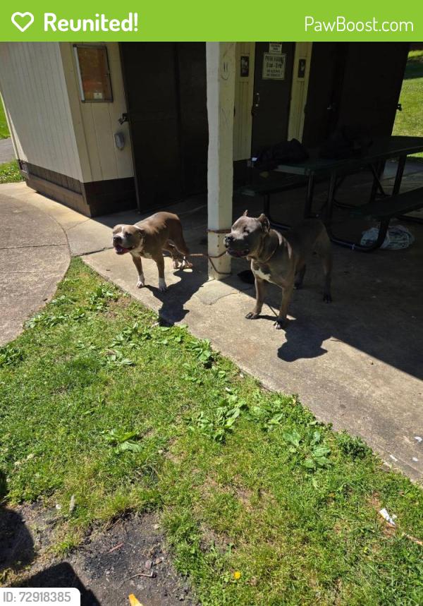 Reunited Female Dog last seen Broadway e Fairview , Johnson City, TN 37601