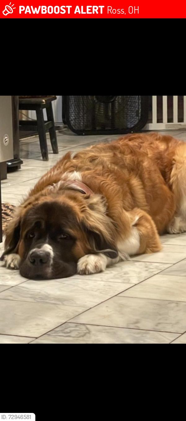 Lost Male Dog last seen Beechwood, birch rd , Ross, OH 45013