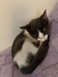 Lost Male Cat last seen 192nd st e spanaway 98387, Spanaway, WA 98387