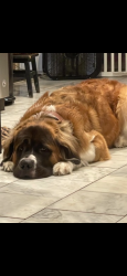 Lost Male Dog last seen Beechwood, birch rd , Ross, OH 45013