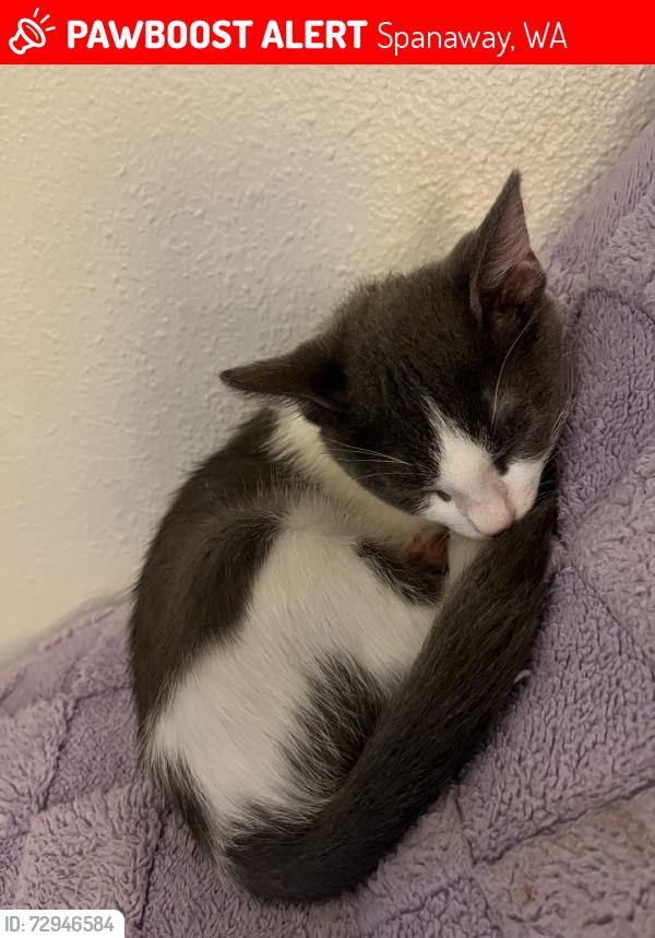 Lost Male Cat last seen 192nd st e spanaway 98387, Spanaway, WA 98387