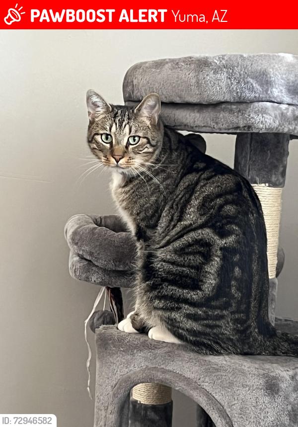 Lost Male Cat last seen Behind Walmart in the Foothills, Yuma, AZ 85365