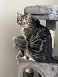Lost Male Cat last seen Behind Walmart in the Foothills, Yuma, AZ 85365
