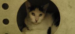 Shelter Stray Female Cat last seen , Los Angeles, CA 90047