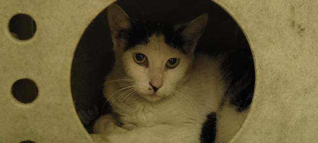 Shelter Stray Female Cat last seen , Los Angeles, CA 90047