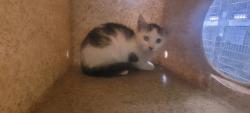 Shelter Stray Male Cat last seen , Los Angeles, CA 90047