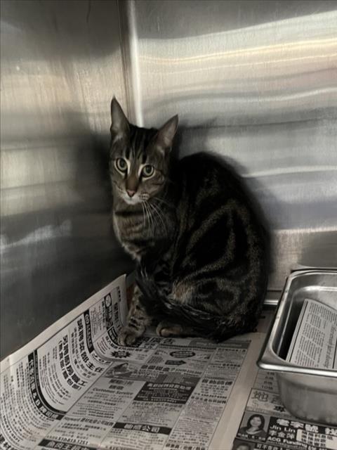 Shelter Stray Female Cat last seen , Los Angeles, CA 90031