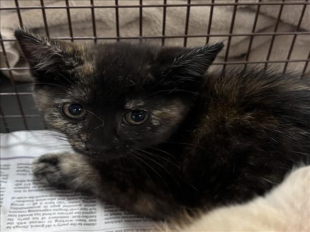 Shelter Stray Female Cat last seen , Los Angeles, CA 90047