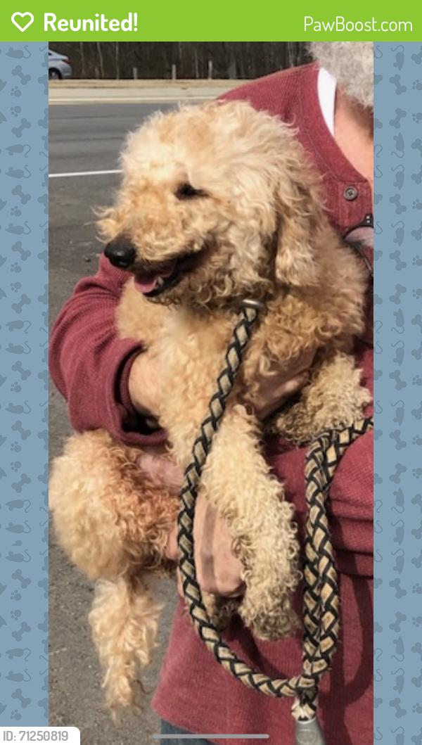 Reunited Female Dog last seen Wimberly Way, Georgia 30127, USA, Paulding County, GA 30127