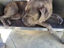 Shelter Stray Female Dog last seen , Los Angeles, CA 90025