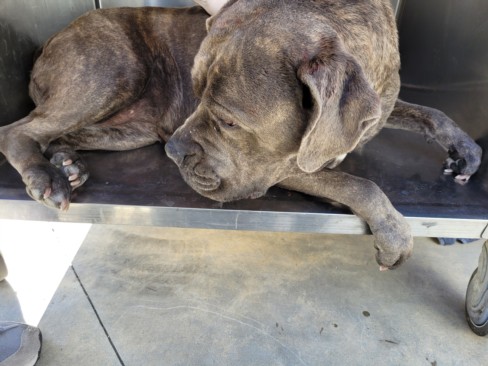 Shelter Stray Female Dog last seen , Los Angeles, CA 90025