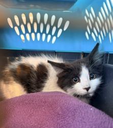Shelter Stray Male Cat last seen ORANGE BLOSSOM/LEMON GROVE, Irvine, CA 92618