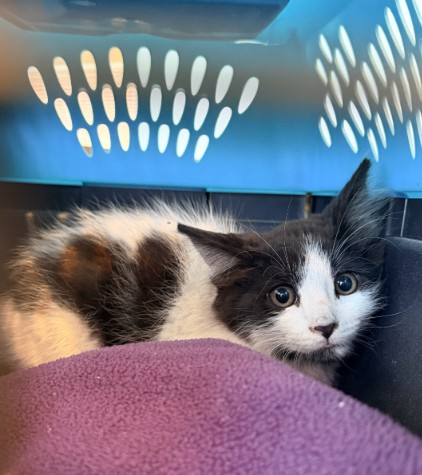 Shelter Stray Male Cat last seen ORANGE BLOSSOM/LEMON GROVE, Irvine, CA 92618