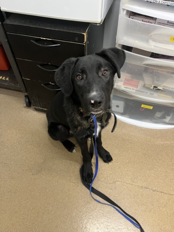 Shelter Stray Male Dog last seen INDUSTRIAL PKWY, 16 Barnes Ct, Hayward, CA 94544, USA