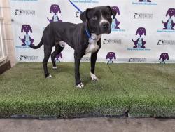 Shelter Stray Male Dog last seen , Orlando, FL 32839