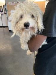 Shelter Stray Male Dog last seen Near BLOCK N GREEN ST, WICHITA KS 67214, Wichita, KS 67219