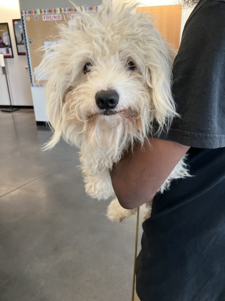 Shelter Stray Male Dog last seen Near BLOCK N GREEN ST, WICHITA KS 67214, Wichita, KS 67219
