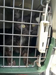 Shelter Stray Female Cat last seen Near , Indianapolis, IN 46221