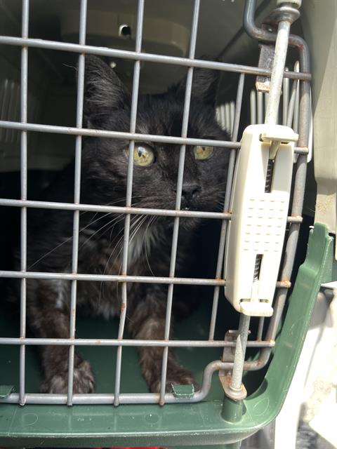 Shelter Stray Female Cat last seen Near , Indianapolis, IN 46221