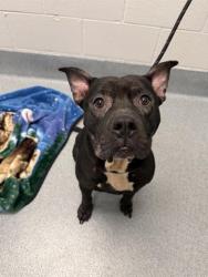 Shelter Stray Female Dog last seen Near , Indianapolis, IN 46221