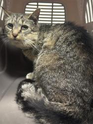 Shelter Stray Female Cat last seen Near , Indianapolis, IN 46221