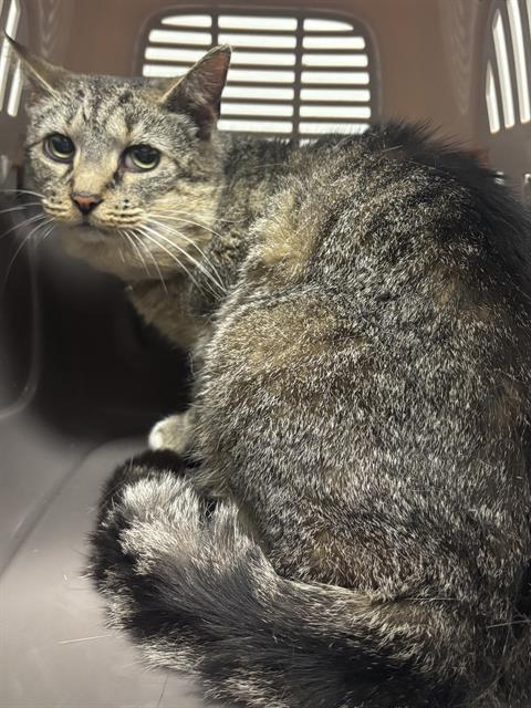Shelter Stray Female Cat last seen Near , Indianapolis, IN 46221