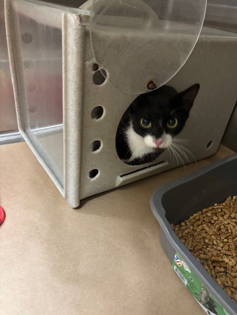 Shelter Stray Female Cat last seen , Sanford, FL 32773