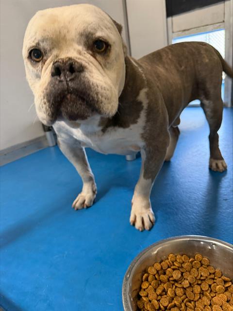 Shelter Stray Male Dog last seen Near BLOCK BATHURST DR, BAKERSFIELD, CA, Bakersfield, CA 93307