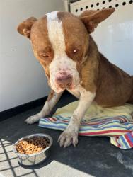 Shelter Stray Male Dog last seen Near BLK SUGAR CANE AV, BAKERSFIELD, CA, Bakersfield, CA 93307