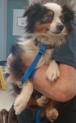 Shelter Stray Male Dog last seen RUNNING ON NE 63RD CLOSE TO KELLY AVE, Oklahoma City, OK 73129